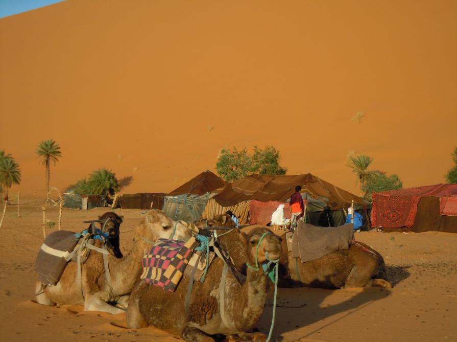 Tour dei cammelli e notti nel deserto del Marocco